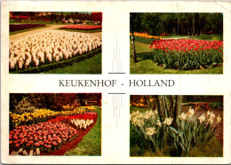 Netherlands Lisse Keukenhof Tulips Beds - Lisse