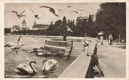 Lausanne Ouchy Les Quais Mouettes Cygnes Garçon Poussette Château 1931 - Lausanne