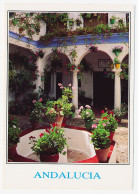 CPSM / CPM  10.5 X 15 Espagne (199) CORDOBA Cordoue Patio Tipico - Córdoba