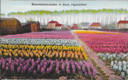Haarlem Bloembollenvelden In Bloei Hyacinthen 22-7-1923 - Haarlem