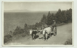 THE LAGO NAHUEL HUAPI ( BARILOCHE ) CARRO CON BUOI - FOTOGRAFICA - VIAGGIATA FP - Argentinien