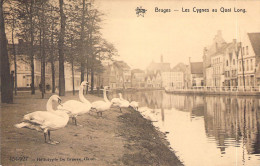 BELGIQUE - BRUGES - Les Cygnes Au Quai Long - Carte Postale Ancienne - Brugge