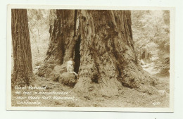 GIANT REDWOOD 46 FEET IN CIRCUNFERENCE MUIR WOODS NATIONAL MONUMENT CALIFORNIA -  NV FP - San Francisco