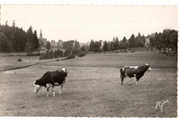 CPSM 43 *  Montfaucon Du Velay Vue Générale  Avec Des Vaches Dos Timbre 8 Fr - Montfaucon En Velay