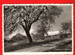 ZVV-27  Maienfeld Im Frühling   Verlag Schiess. Gelaufen Maienfeld 1968 - Maienfeld