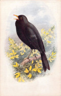 OISEAUX - Merle - Illustration -  Carte Postale Ancienne - Uccelli