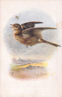 OISEAUX - à Identifier - Illustration -  Carte Postale Ancienne - Oiseaux