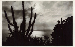 MONACO - Jardin Exotique - Effet De Lumière - CEREUS Et OPUNTIA - Cactus - Carte Postale Ancienne - Exotische Tuin