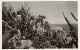 MONACO - Jardin Exotique - CEREUS VALIDUS Et Divers - ALOES, AGAVES Et YUCCAS Divers - Carte Postale Ancienne - Jardín Exótico