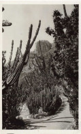 MONACO - Jardin Exotique - CEREUS Et Divers - EUPHORBIA CANARIENSIS Et GRANDICORNIS - Cactus - Carte Postale Ancienne - Exotischer Garten