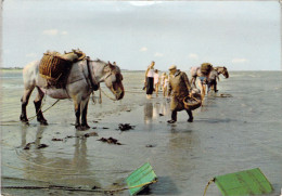 BELGIQUE - LA PANNE - Nos Pêcheurs De Crevettes - Carte Postale Ancienne - Other & Unclassified