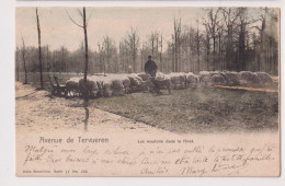 Cpa Tervueren   Moutons  1903 - Tervuren