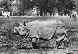 23-JK-4159 : RHINOCEROS - Rhinozeros