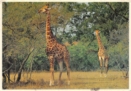 23-JK-4164 : GIRAFE - Giraffes