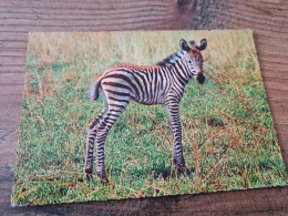 Postcard - Zebras       (V 37403) - Zebra's