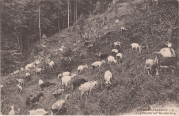 Allemagne - ST Andreasberg - Ziegenherde Am Glockenberg Goat Ziegen - St. Andreasberg