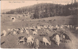 Allemagne - Das Moortal Mit Der Ziegenherde - Bad-Elgersburg I. Thur Goat Ziegen - Elgersburg