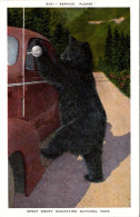 Great Smoky Mountains National Park Bear Standing By Car Service Please - Parques Nacionales USA