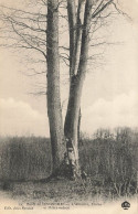 Senonches * La Forêt * L'alliance , Chêne Et Hêtre Enlacé * Arbre Tree Arbres Trees - Other & Unclassified