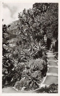 BELGIQUE - TURNHOUT - Jardin Exotique - ALOE Divers, OPUNTIA TOMENTOSA - Carte Postale Ancienne - Turnhout