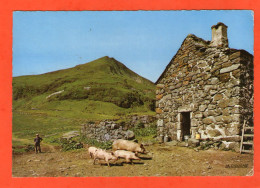 Une Vieille Ferme Au Pied Du PUY-MARY - Fermier Avec Ses Cochons - 1976 - - Autres & Non Classés