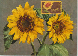 Etats-Unis Carte Maximum 1961 Tournesol Kansas 714 - Maximumkaarten