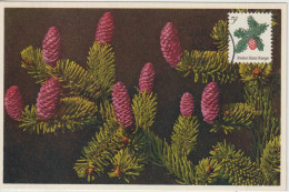 Etats-Unis Carte Maximum 1964 Pomme De Pin Noel 772 - Maximum Cards