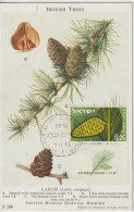 Israel Carte Maximum 1961 Pomme De Pin 209 - Cartes-maximum