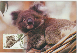 Australie Carte Maximum 1995 Koalas 1453 - Maximumkaarten