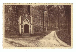 Environs De Grez-Doiceau     Un Coin Du Bois De Beausart - Grez-Doiceau