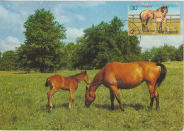 Nouvelle Zélande Carte Maximum 1984 Chevaux 878 - Storia Postale