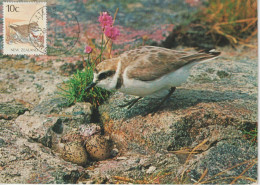 Nouvelle Zélande Carte Maximum 1988 Oiseaux Pluvier 1011 - Storia Postale