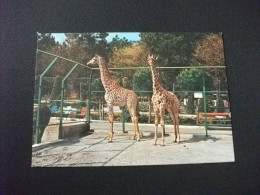 PISTOIA GIARDINO ZOOLOGICO GIRAFFE - Girafes