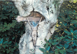 Religious Scene Cross In Tree - Monumenti