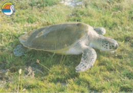 CUBA - CAYO LARGO - TARTARUGA / TESTUGGINE / TORTUGA / TURTLE / TORTUE - Schildkröten