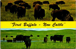 Nebraska First Buffalo Now Cattle Split View - Altri & Non Classificati