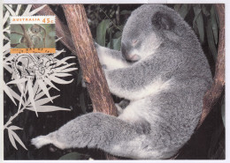 Australia 1994, Koala, Animal, Maximum, Maxi Card, Cond., Some Stains,  - Cartas Máxima