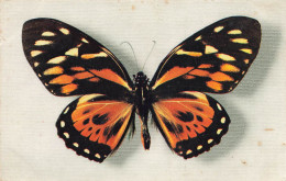 Papillon * Papilio Zagreus Du Brésil * Collection Boubée - Mariposas