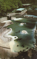 - SAN DIEGO. ZOO.  -  California Sea Lion Pool - - San Diego