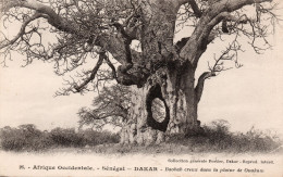 AFRIQUE,OUEST,AFRICA,AFRIKA,SENEGAL,DAKAR,OUAKAM,BAOBAB,1937 - Sénégal