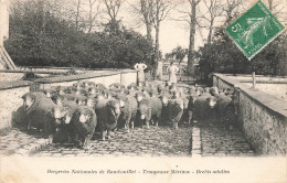 Rambouillet * Les Bergeries Nationales * Les Troupeaux De Mérinos * Les Brebis Adultes - Rambouillet