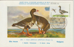 Irlande Carte Maximum 1979 Oiseaux Oie 402 - Maximumkarten