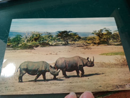 440 //  RHINOCEROS - Rhinozeros