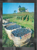 Cpm 5137731 Vendanges En Champagne - Champagne-Ardenne