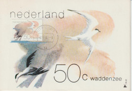Pays Bas Carte Maximum 1982 Oiseaux Sterne 1179 - Maximumkarten (MC)