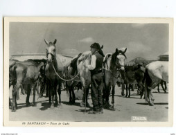 A 19731   -   Santarem   -   Feira De Gado   -   Carte Foto - Santarem