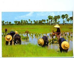 011859  -  Farmers Root Out Young Rice Plants, Binding Them Into Sheaves For Transplanting In The Farm - Thaïlande