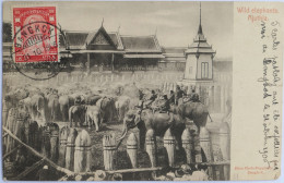 C. P. A. : THAILANDE : Wild Elephants, AJUTHIA , Stamp In 1906 "Bangkok" - Thaïlande