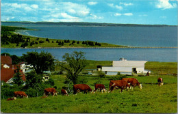 Canada Nova Scotia South Shore Petite Riviere Canadian Hereford Cows 1968 - Otros & Sin Clasificación