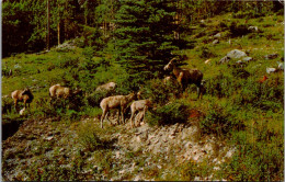 Canada Banff National Park Mountain Goats - Banff